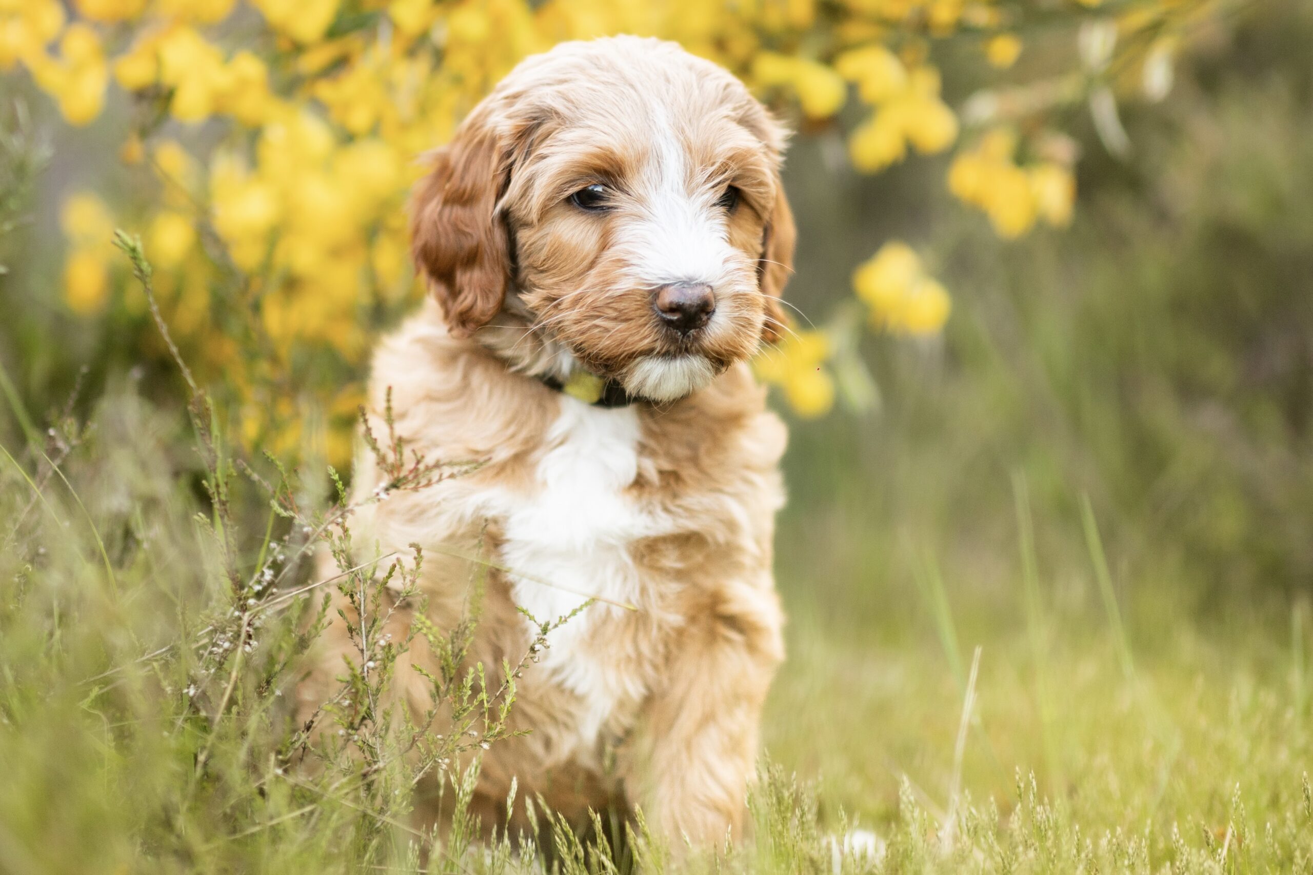 007_20230519_Pretty_Paws_honden_fotografie_Teddy_Eerste_Nestje_HR