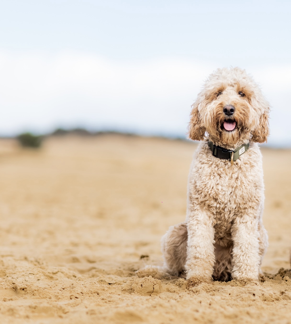 009_20230225_Pretty_Paws_honden_fotografie_Cobberdog_Teddy_LR